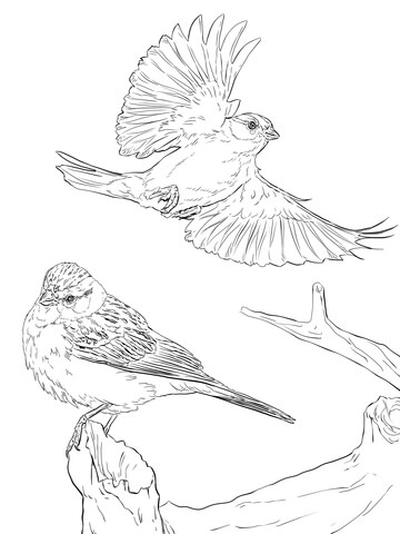 Two Chipping Sparrows Coloring Page